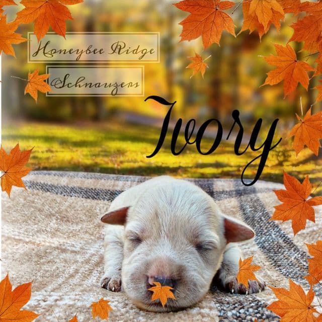 Ivory - Miniature Schnauzer Female