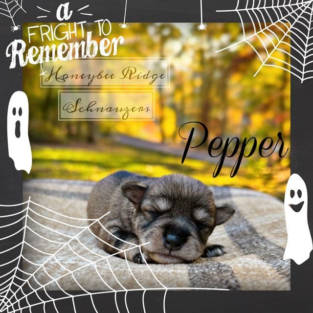 Pepper - Miniature Schnauzer Female