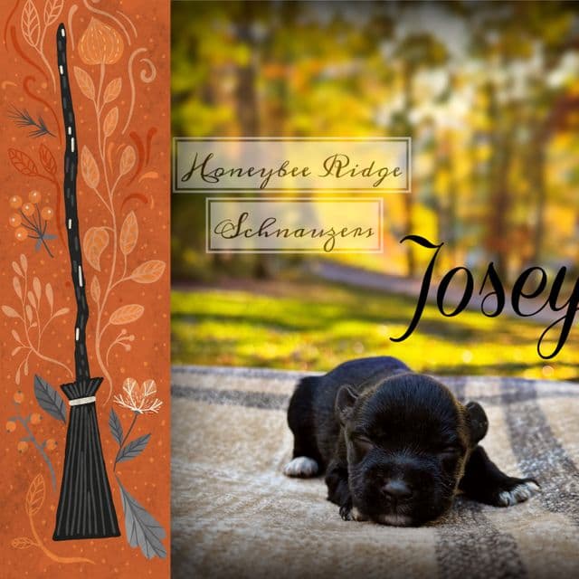 Josey - Miniature Schnauzer Female