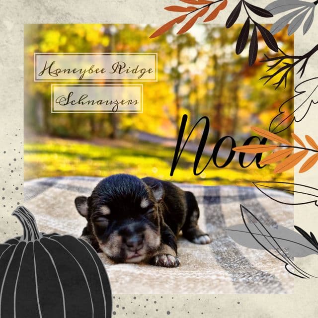 Noa - Miniature Schnauzer Male