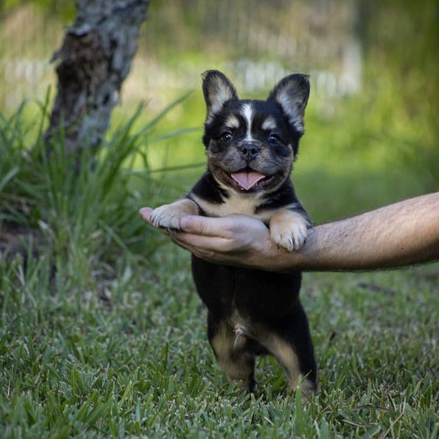 King - French Bulldog Male
