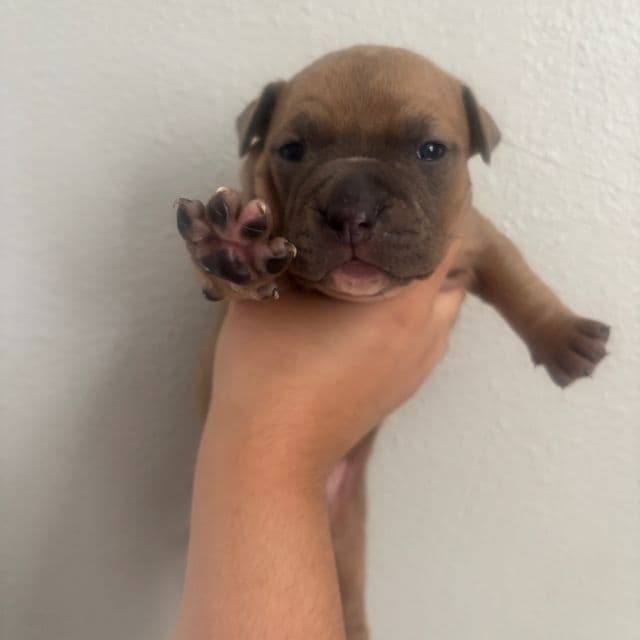 Girl #2 - American Bully Female