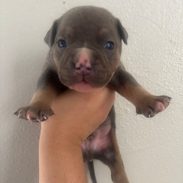 Male #1  - American Bully Male