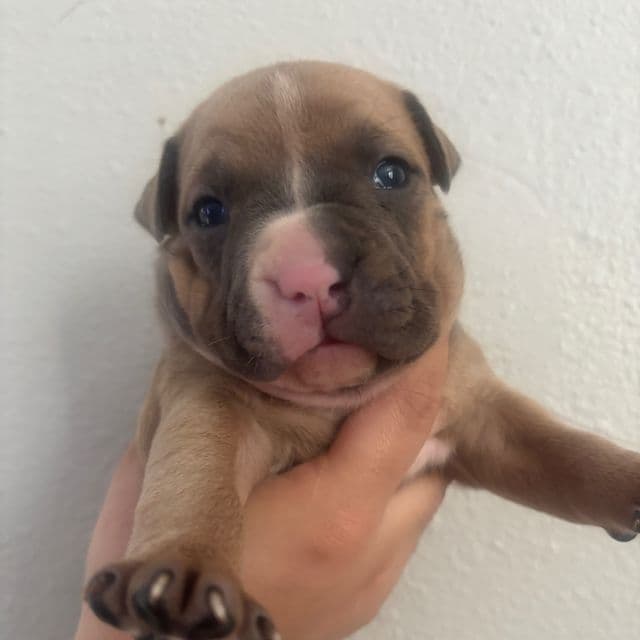 Female #3 - American Bully Female