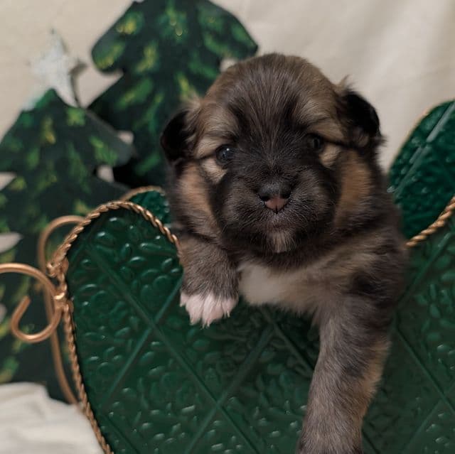 Noelle - Aussiepom Female