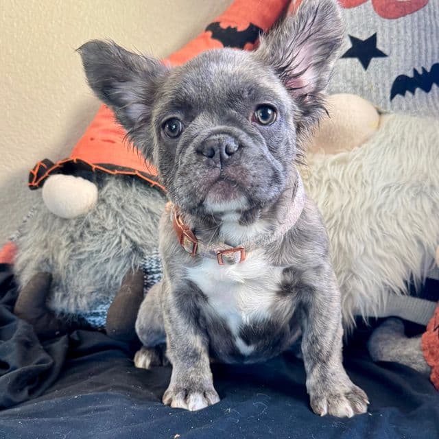 Nessie Pooh - French Bulldog Female