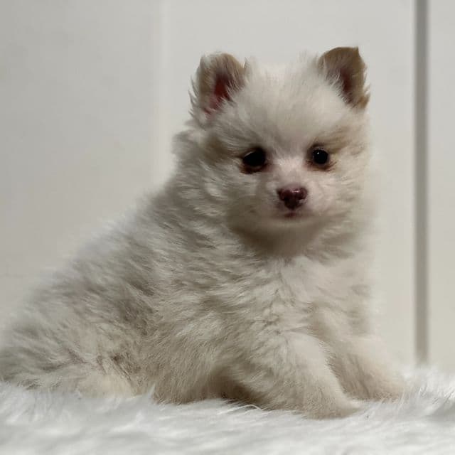 Paul - Pomeranian Male
