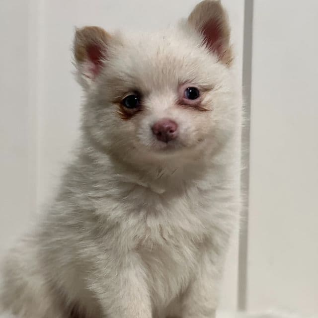 Patrick - Pomeranian Male
