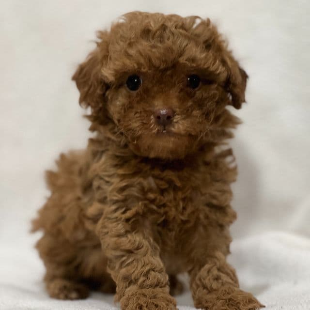 Mochi - Shih-Poo Female