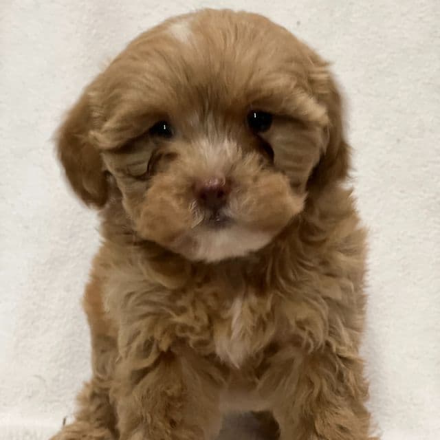 Maggie - Shih-Poo Female