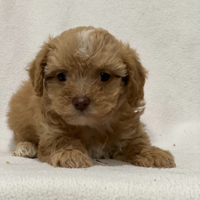 Moose - Shih-Poo Male