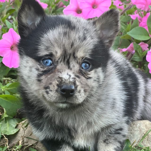 Daphne - Pomsky Female