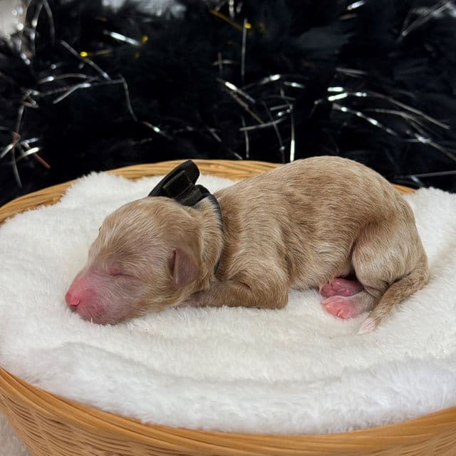 Tally Black Boy - Toy Poodle Male