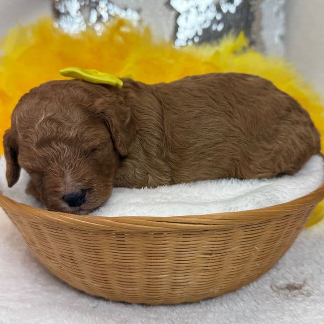 Jessie Yellow Boy - Cavapoo Male