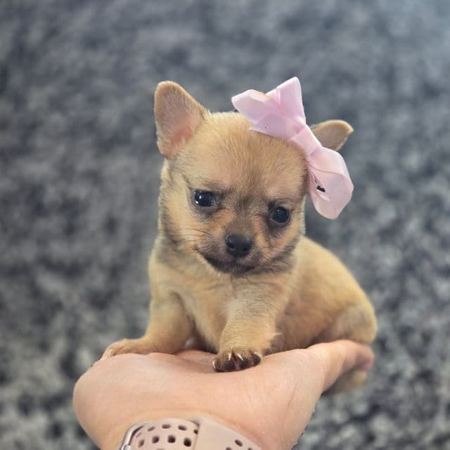 Peanut  - Chihuahua Female