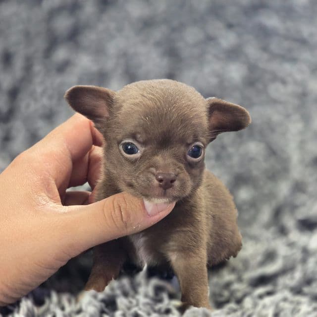 Benny  - Chihuahua Male