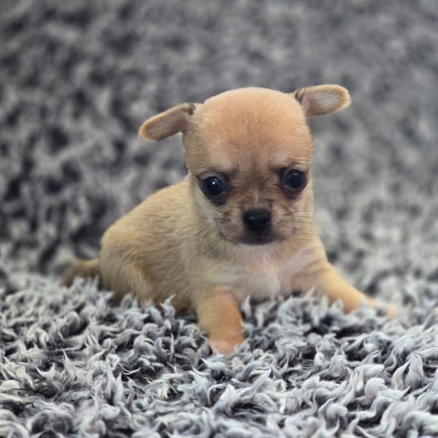 Bean - Chihuahua Male