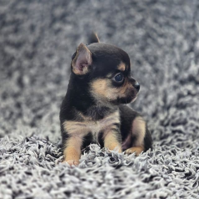 Rocky - Chihuahua Male