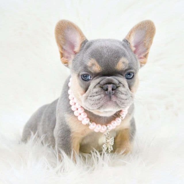 Lilac tan  - French Bulldog Female