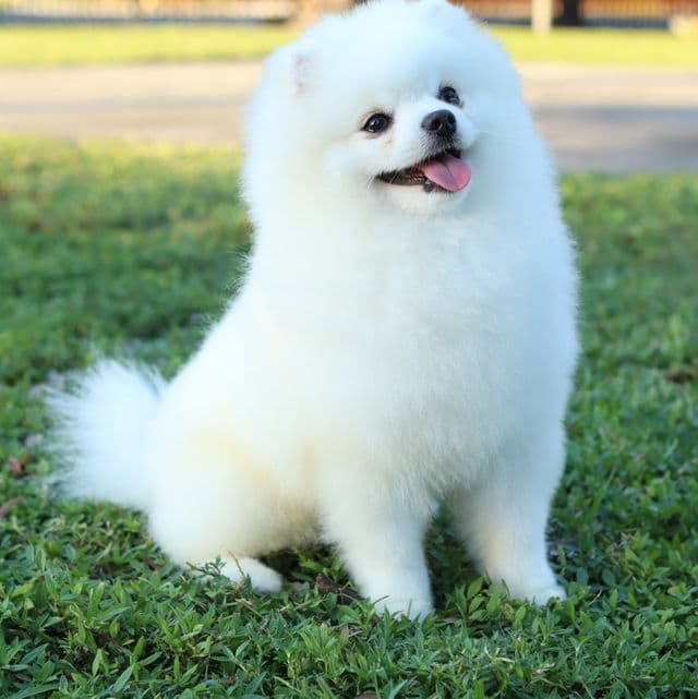 Monte Carlo - Pomeranian Male