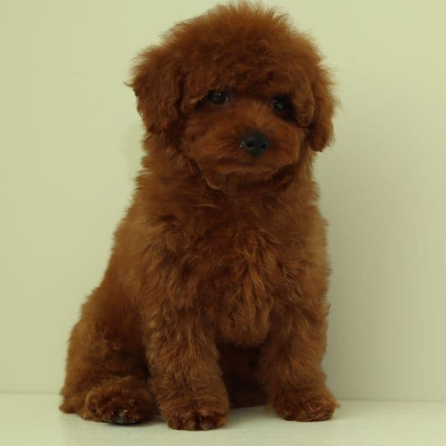 LouLou cherry red Toy poodle - Toy Poodle Female