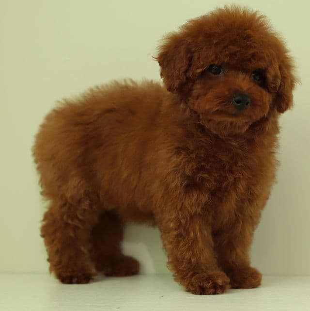 LouLou cherry red Toy poodle - Toy Poodle Female