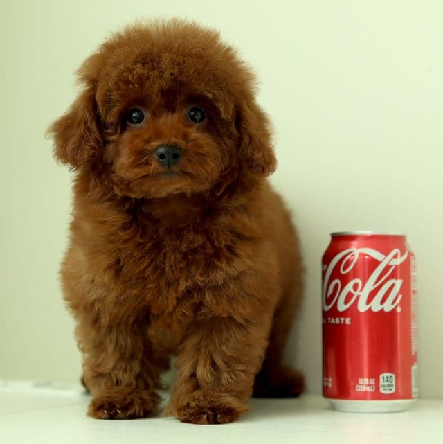 MARCEL – DEEP RED TOY POODLE - Toy Poodle Male