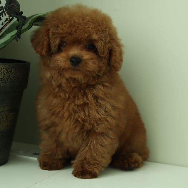 Pierre Red-Apricot Toy Poodle  - Toy Poodle Male