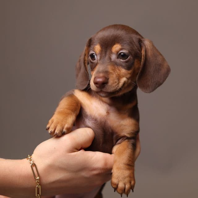 Archie AKC Mini Dachshund - Dachshund Male