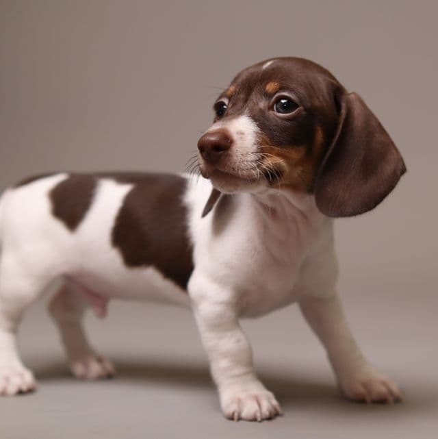 Domino AKC Mini Dachshund - Dachshund Male