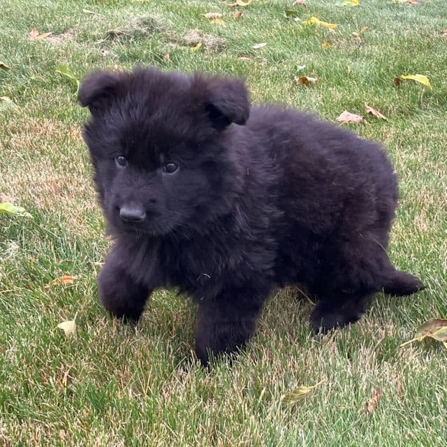 Leo - German Shepherd Dog Male