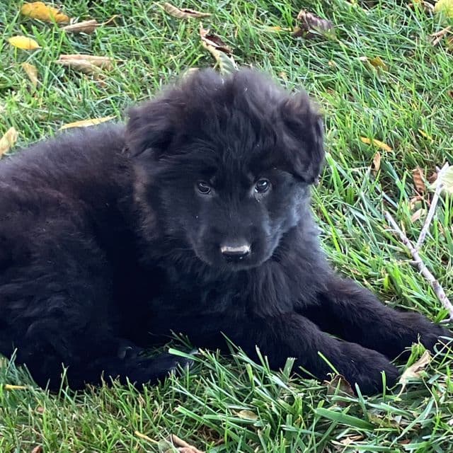 Ace - German Shepherd Dog Male