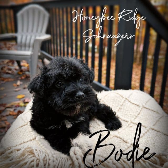 Bodi - Miniature Schnauzer Male