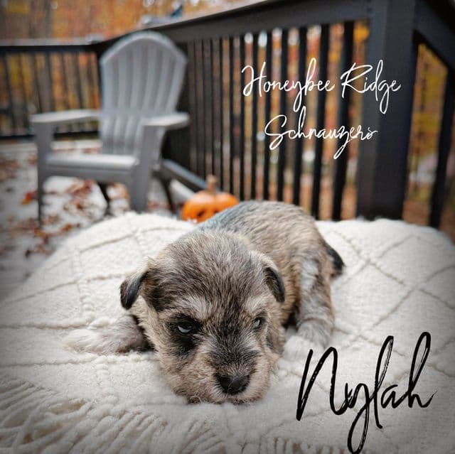 Nylah - Miniature Schnauzer Female