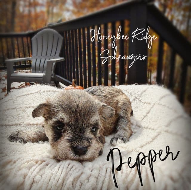 Pepper - Miniature Schnauzer Female