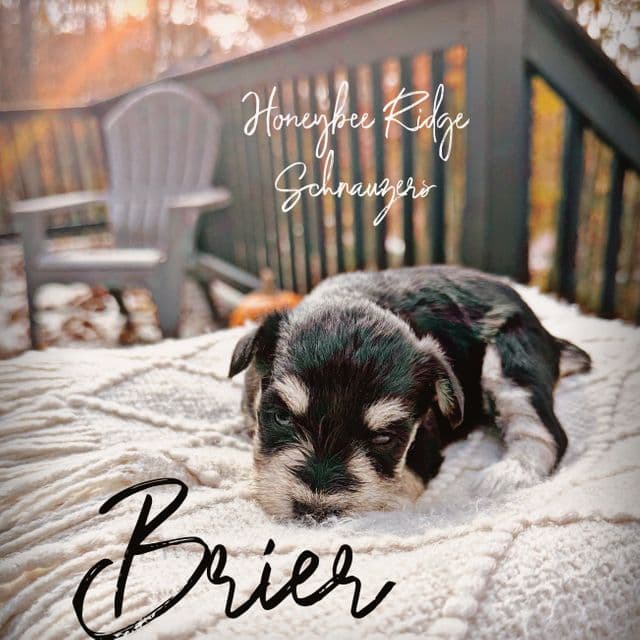 Brier - Miniature Schnauzer Female