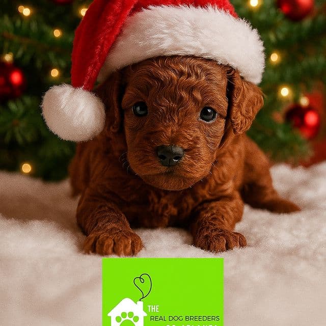 Rudy - Toy Poodle Male