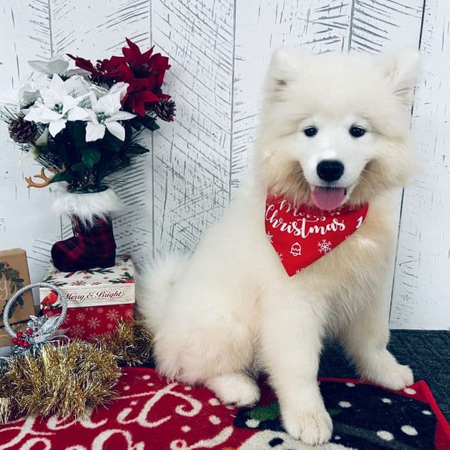 Kenzi - Samoyed Female
