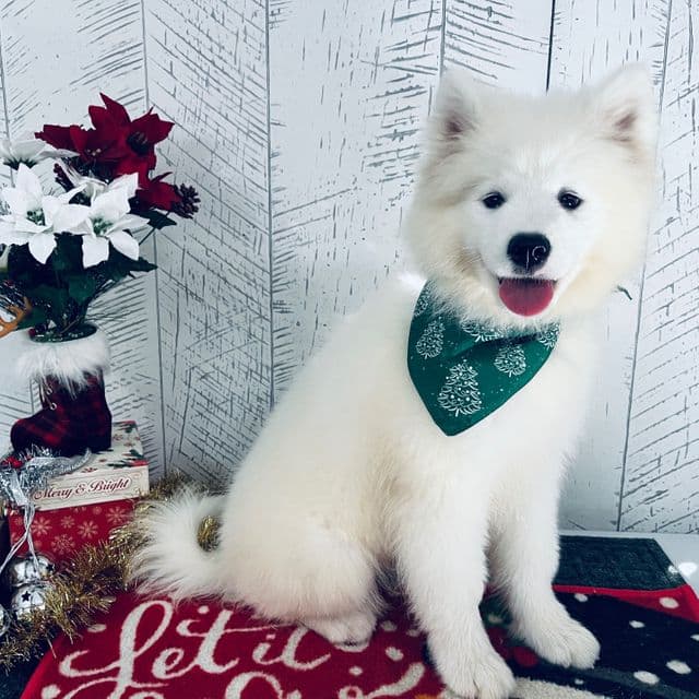 Spirit  - Samoyed Female