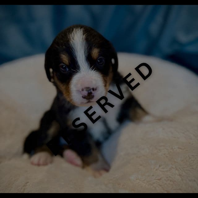 Green Boy - **RESERVED** - Bernese Mountain Dog Male