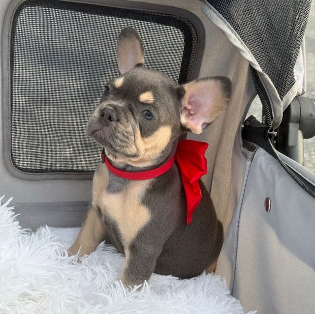 Cody - French Bulldog Male