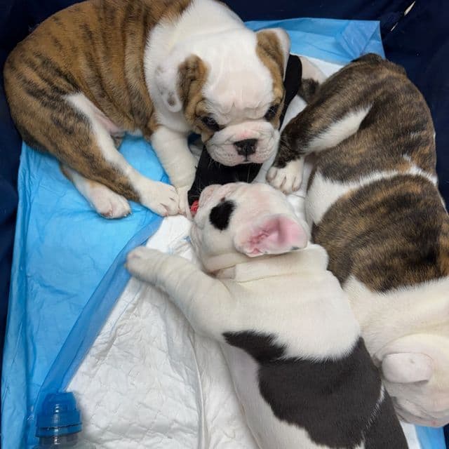 Robert - English Bulldog Male