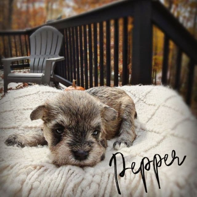 Pepper - Miniature Schnauzer Female