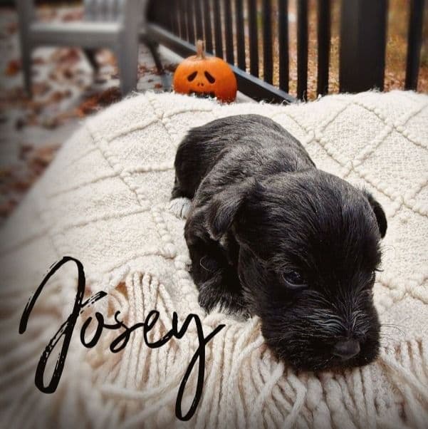 Josey - Miniature Schnauzer Female