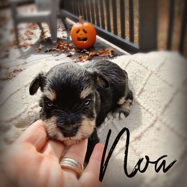 Noa - Miniature Schnauzer Male