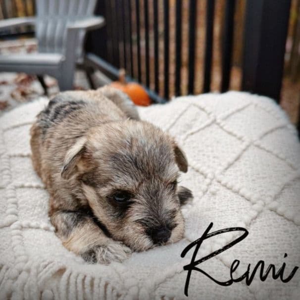 Remi Akc - Miniature Schnauzer Female