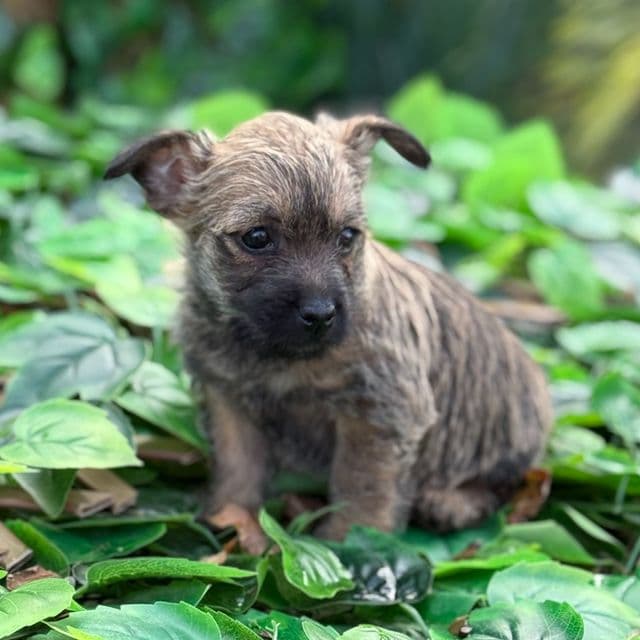 Blanch - Cairn Terrier Female