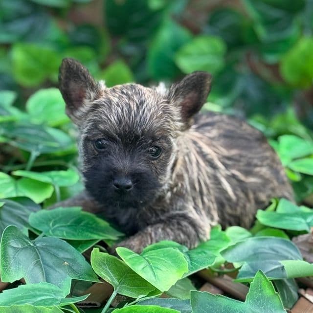 Tota - Cairn Terrier Male