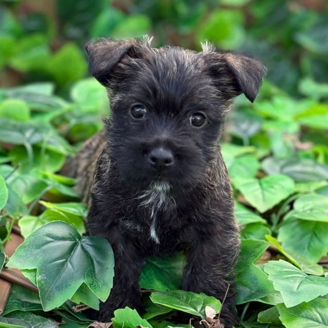 Gypsy - Cairn Terrier Female