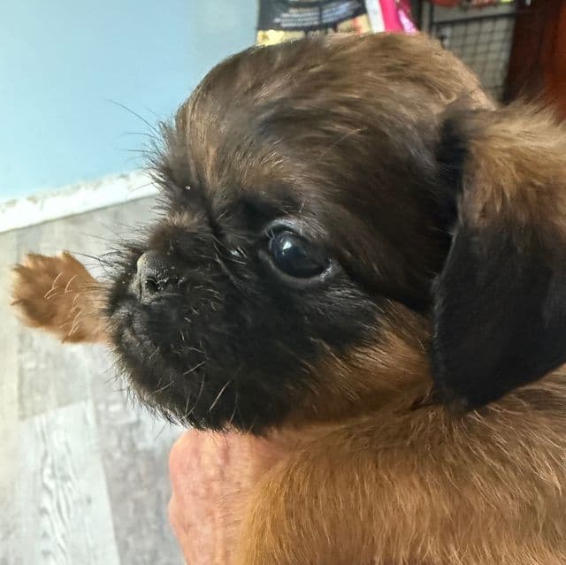 Belle - Brussels Griffon Female